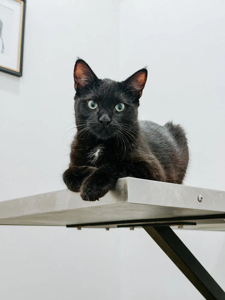 Arnie, a male kitten up for adoption