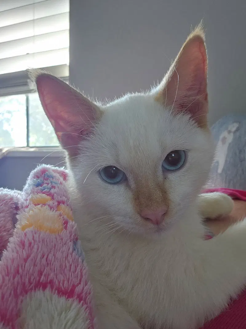 Blaze, a male Siamese kitten up for adoption