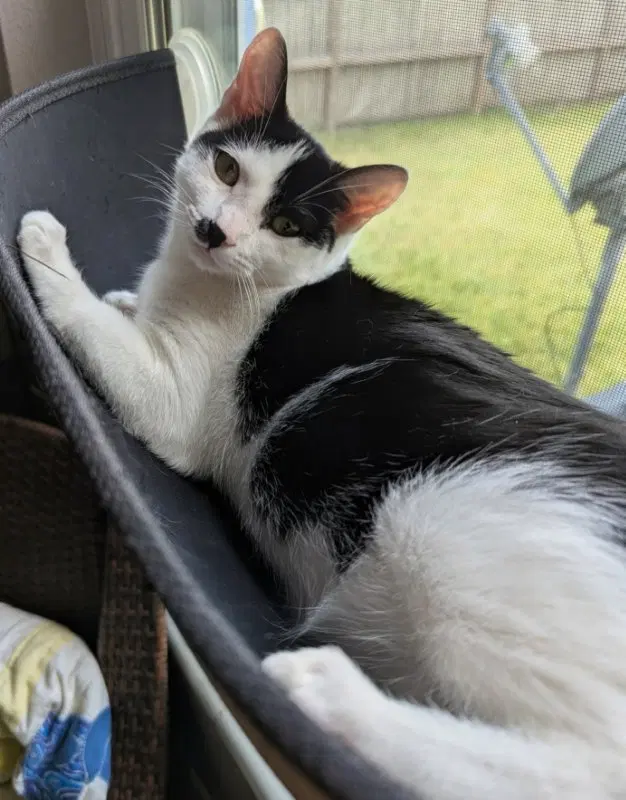 Twix, photo 2