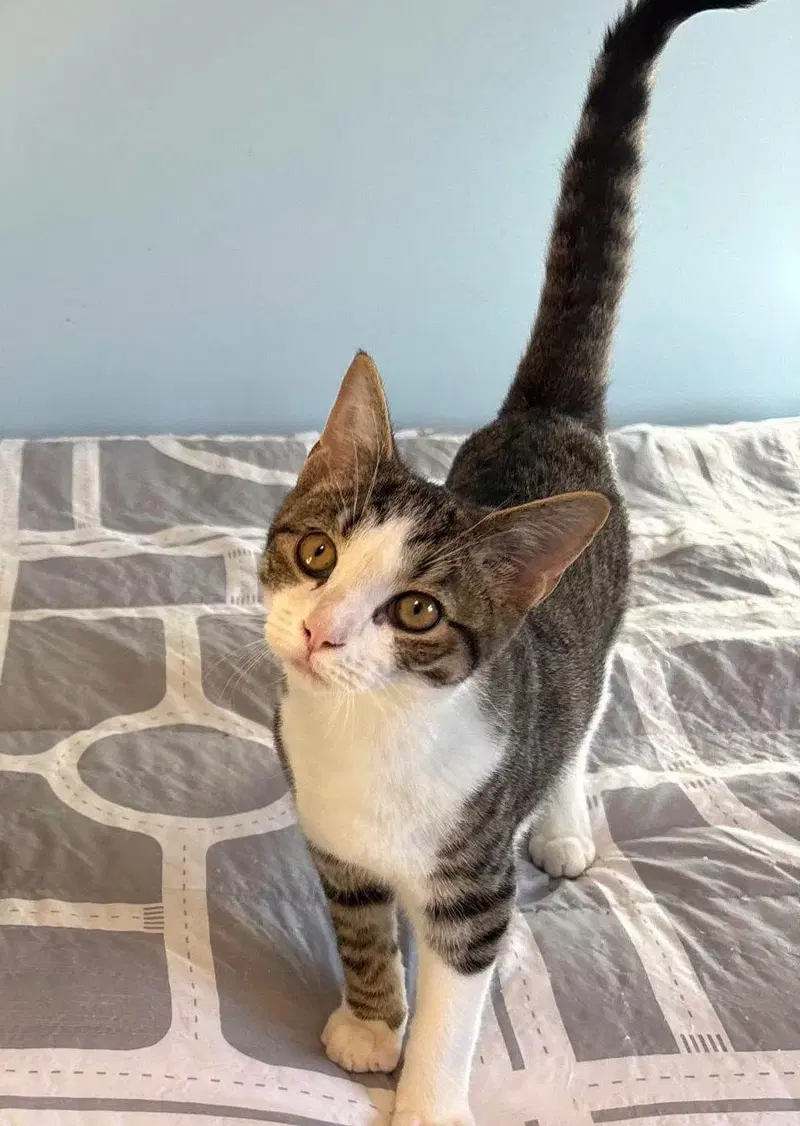 Thespian, a male kitten up for adoption