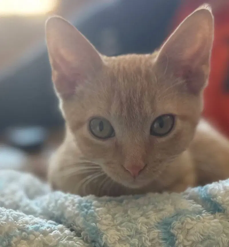 Milo, a male kitten up for adoption