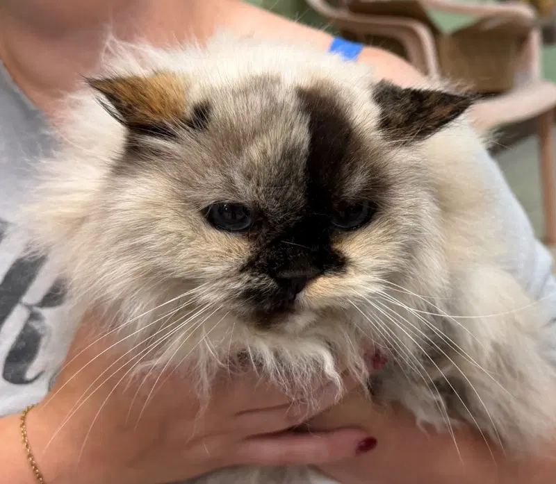 Jezebel, a senior female Persian cat up for adoption