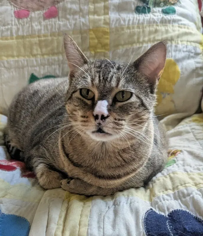 Tiggy, photo 6