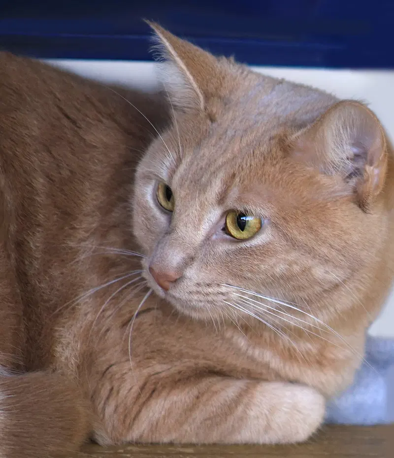 Cookie, a young female cat up for adoption
