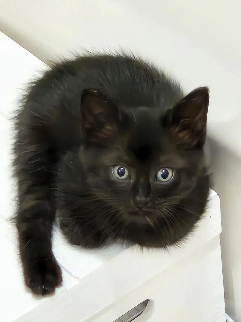 Jackson, a male kitten up for adoption
