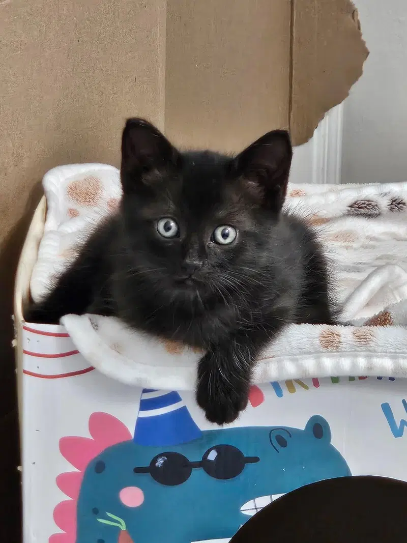 Jada, a female Manx kitten up for adoption