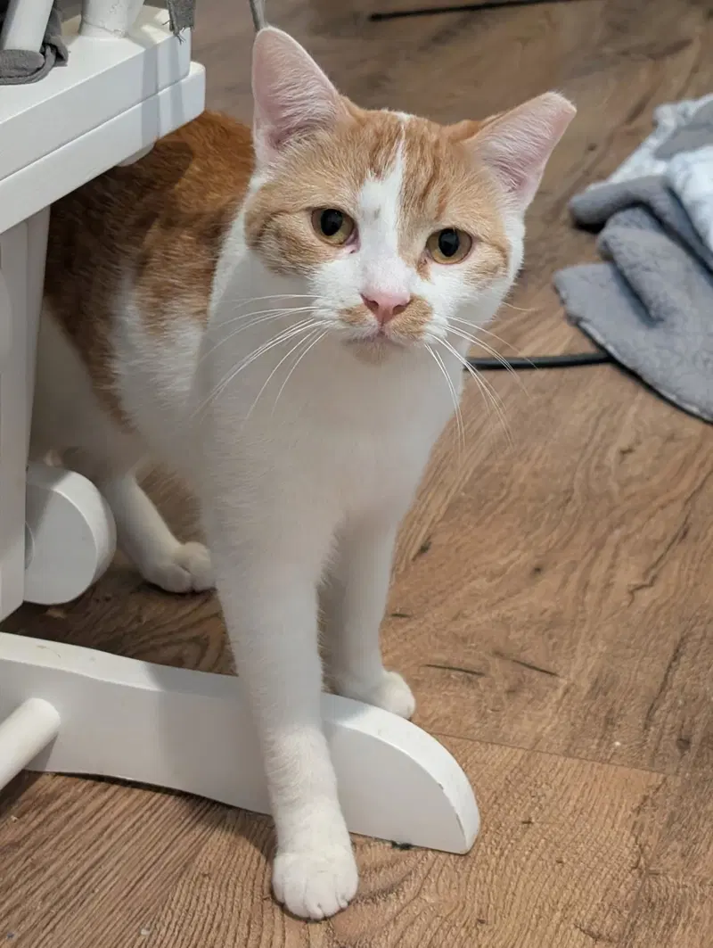 Fred, a young male Tabby cat up for adoption