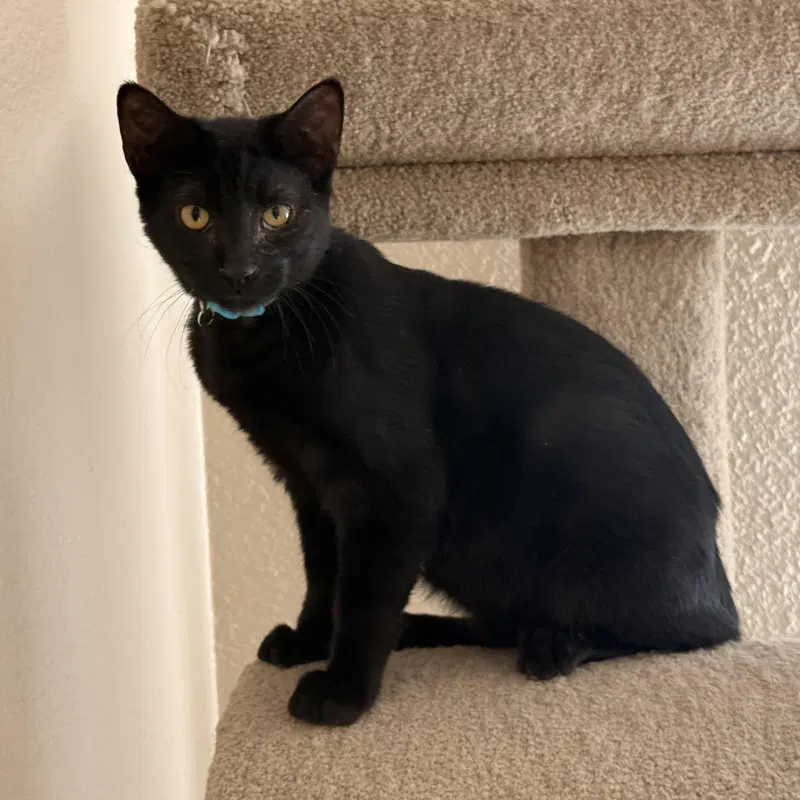 Toby, a young male cat up for adoption