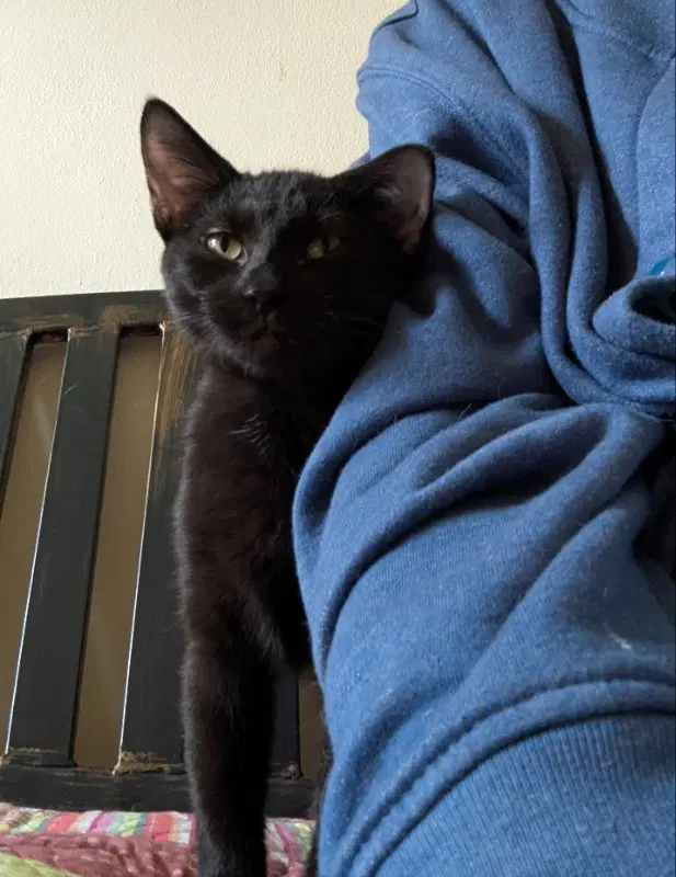 Hamburglar, a young female cat up for adoption