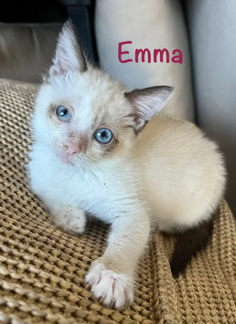 Emma, a female Siamese kitten up for adoption