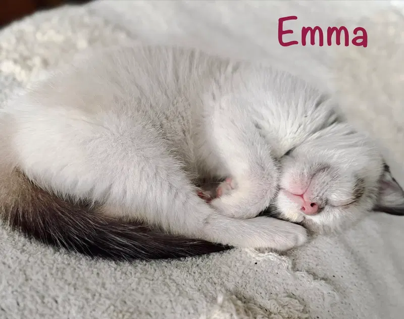 Emma, photo 3