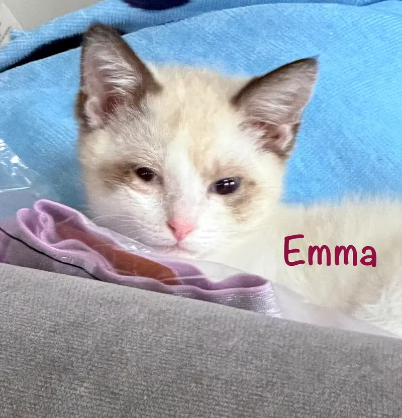 Emma, photo 4
