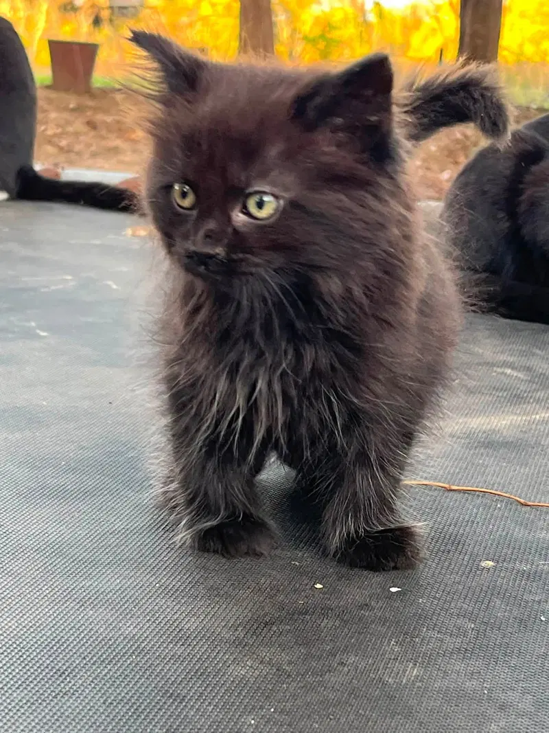 Anna Lee, a female kitten up for adoption