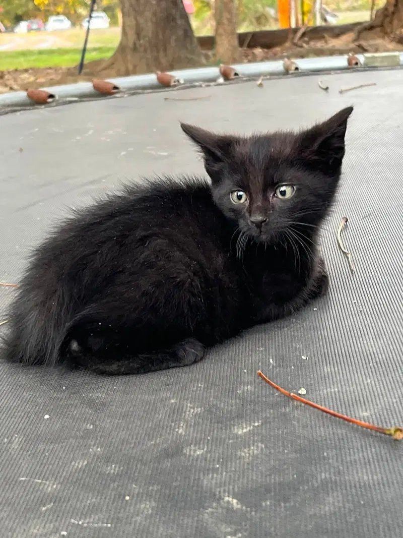 Ace, a male kitten up for adoption
