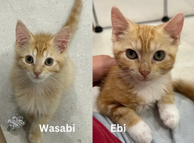 Ebi & Wasabi, female Tabby kittens up for adoption