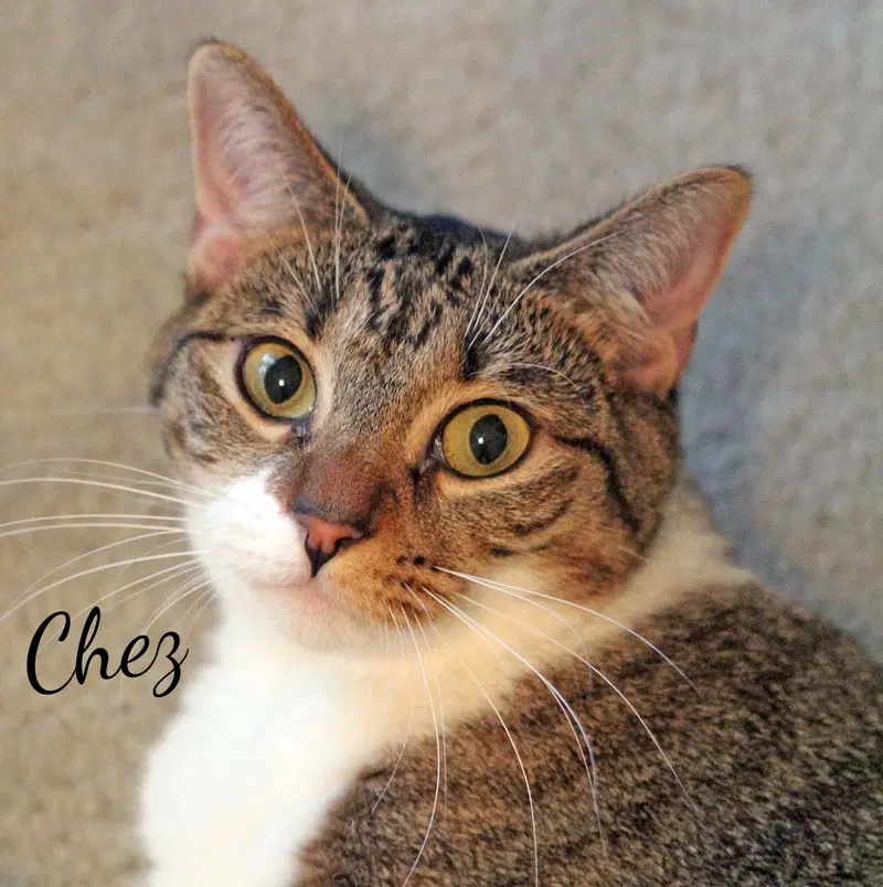 Chez, a young female Tabby cat up for adoption