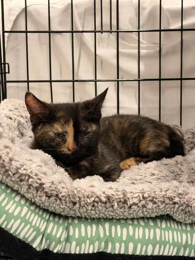 Iris and Tulip (FCID/14/2026-1,2 Brookhaven PS, female Calico kittens up for adoption