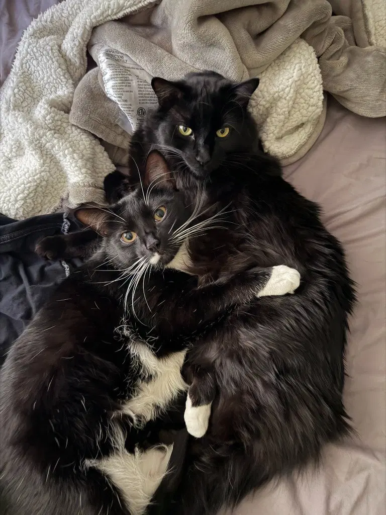 AB-Joey, an adult male cat up for adoption