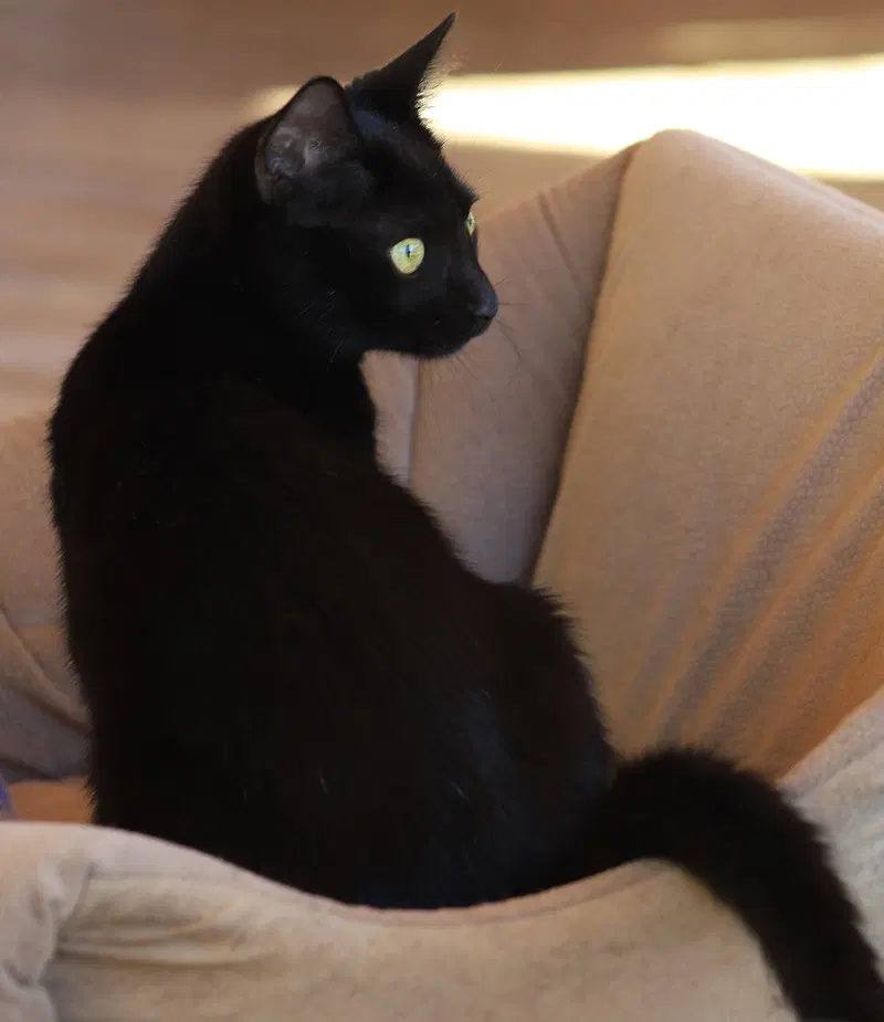 Christy, a female kitten up for adoption