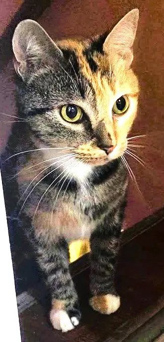 Kate Hudson, an adult female cat up for adoption