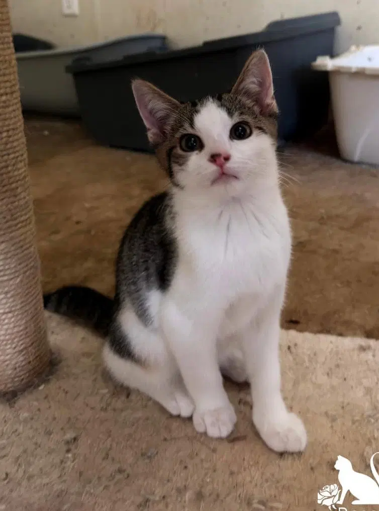 Robin, a male kitten up for adoption