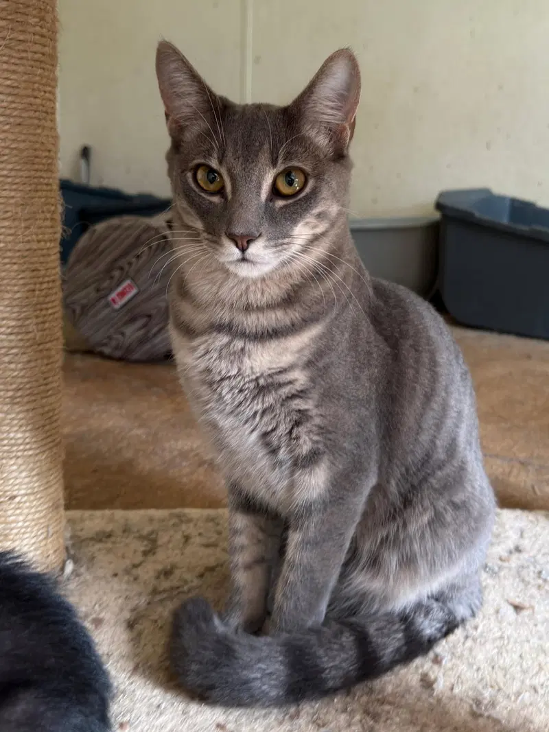 World, a young male cat up for adoption