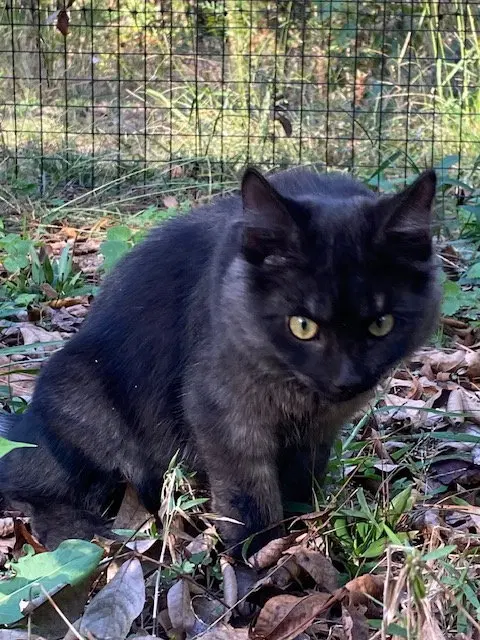 Saxon, a male kitten up for adoption