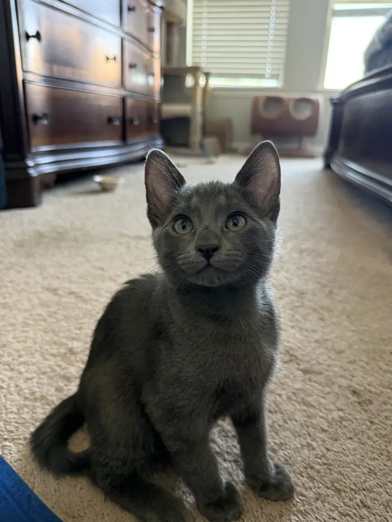 Anastasia, a female Russian Blue kitten up for adoption