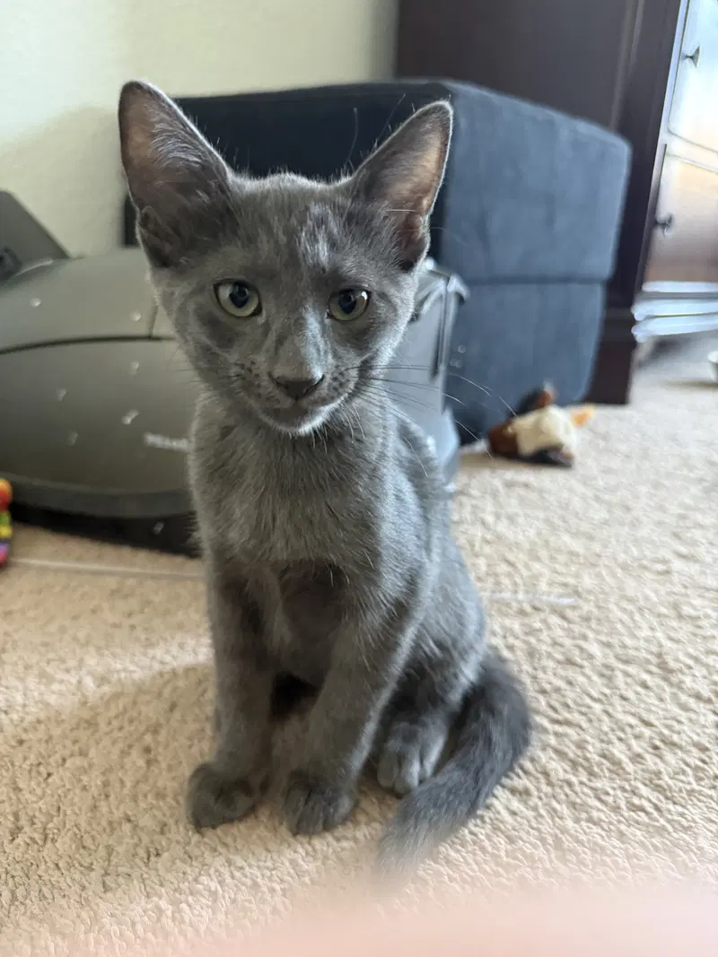 Dimitry, a male Russian Blue kitten up for adoption