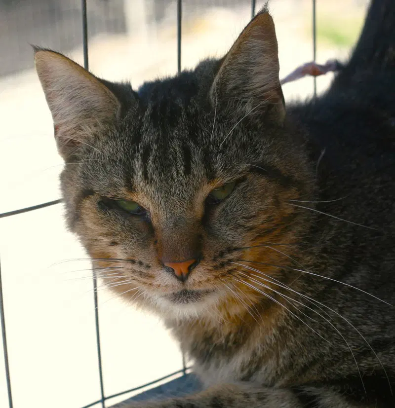 Peppa, a young female cat up for adoption