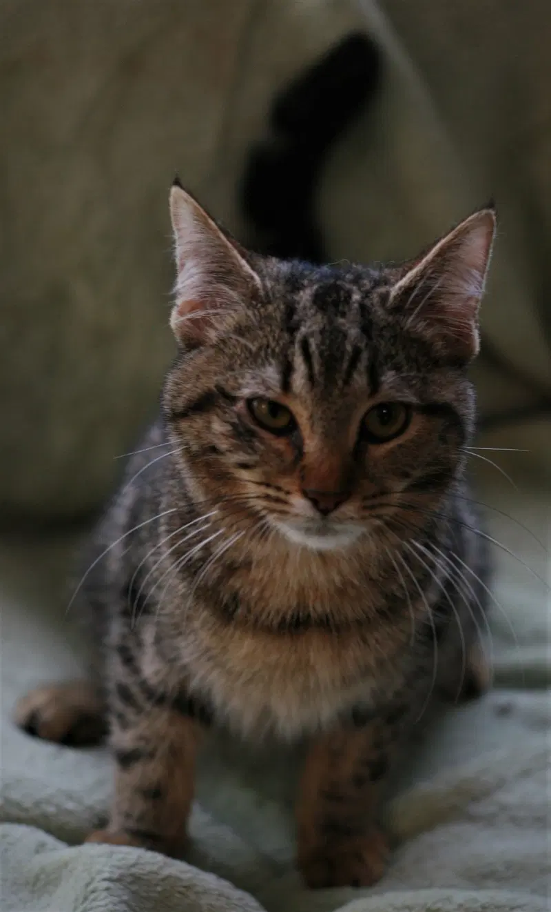 Peppa, photo 4