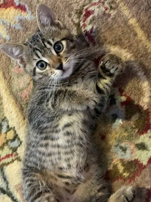Ruby, a female Tabby kitten up for adoption