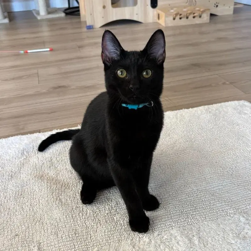 Milan, a male kitten up for adoption