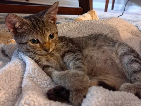 Watch the video of Midge