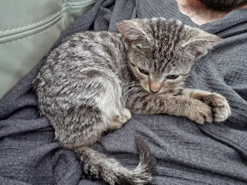 Midge, photo 3