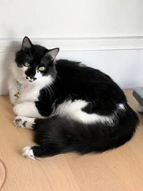 Banjo, a young male cat up for adoption