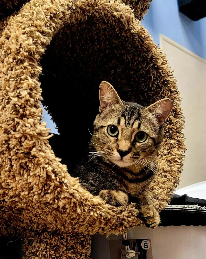 Cedar Willow, an adult male cat up for adoption