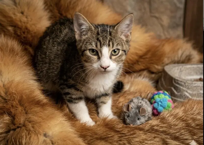 Shark Bait, a male kitten up for adoption
