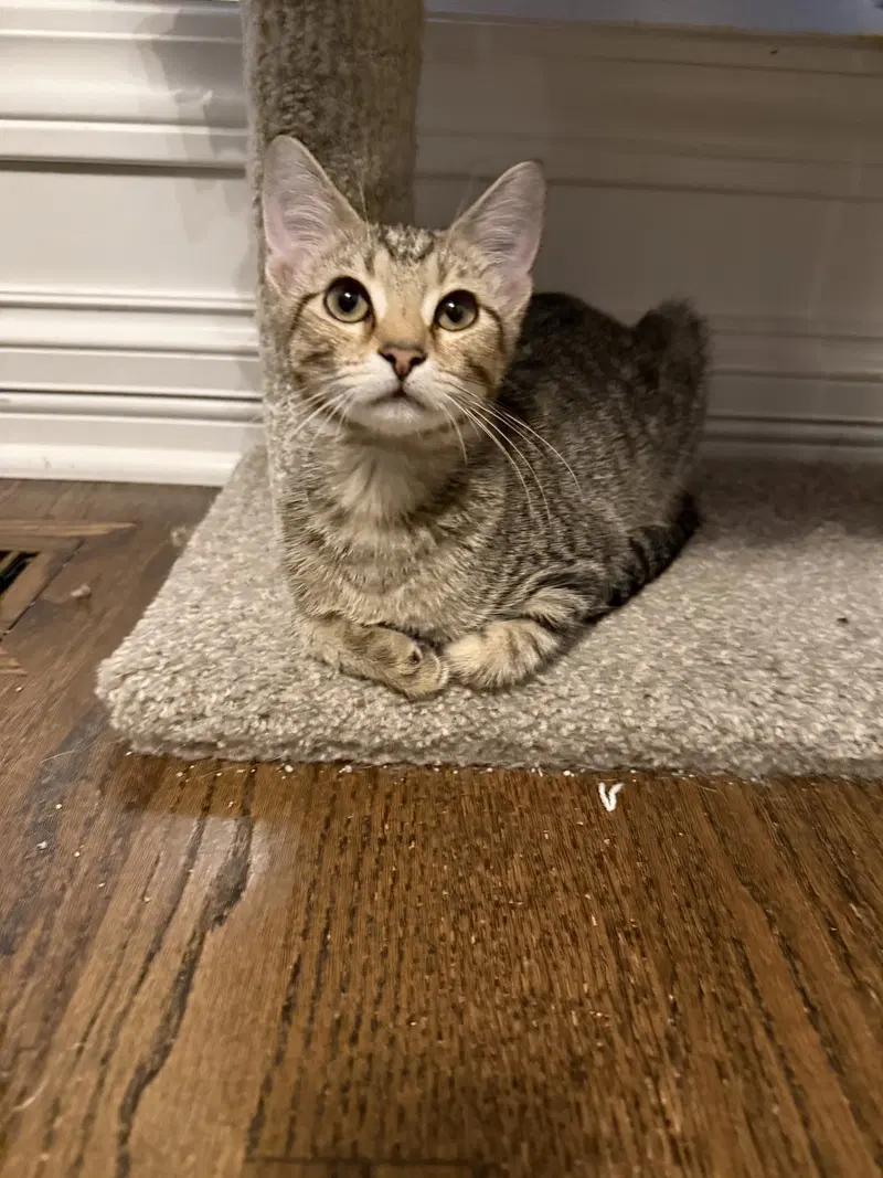 Pecan, a female kitten up for adoption