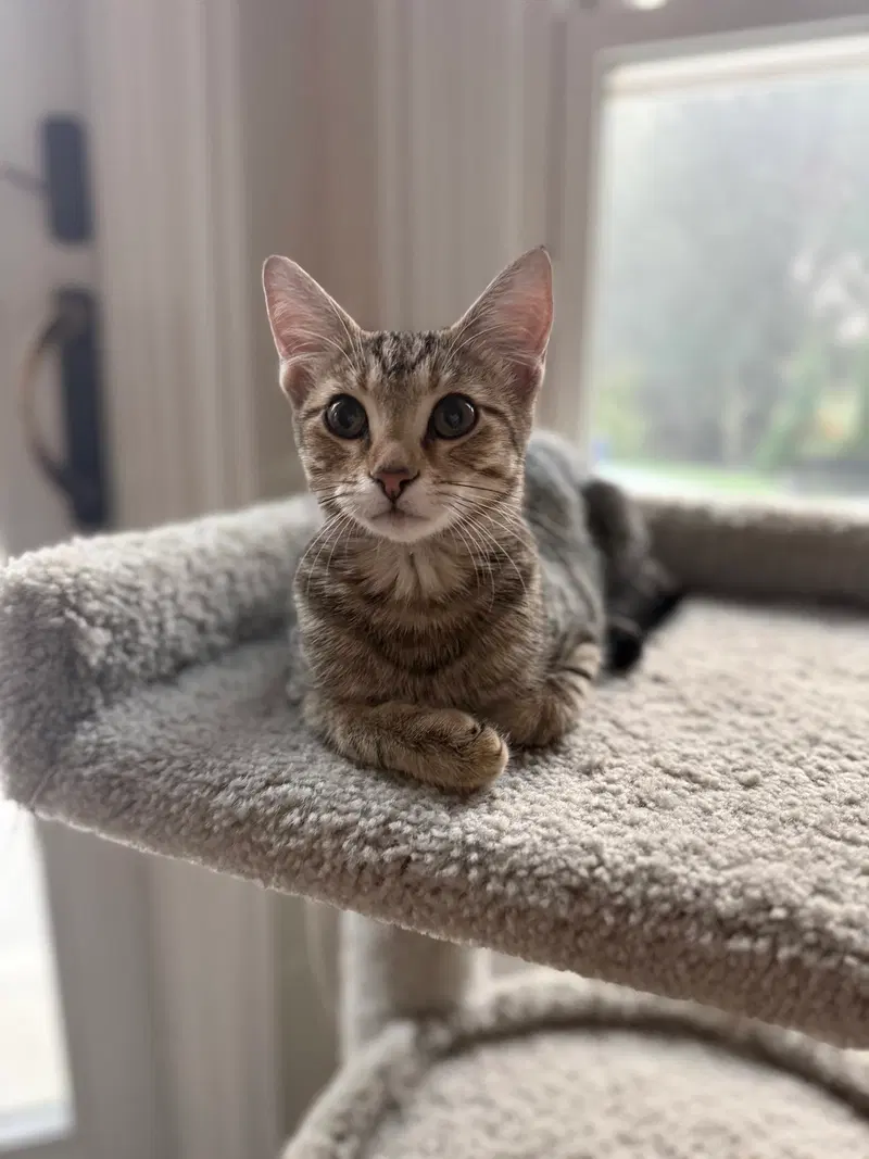 Pecan, photo 3