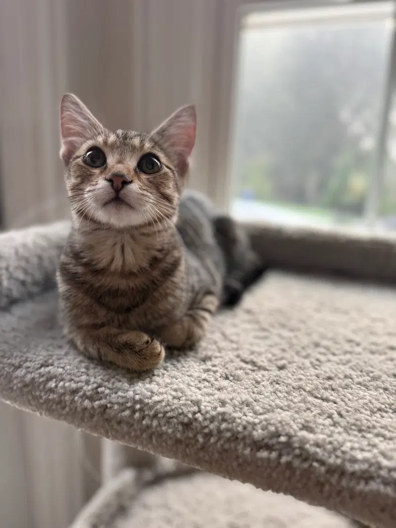 Pecan, photo 4