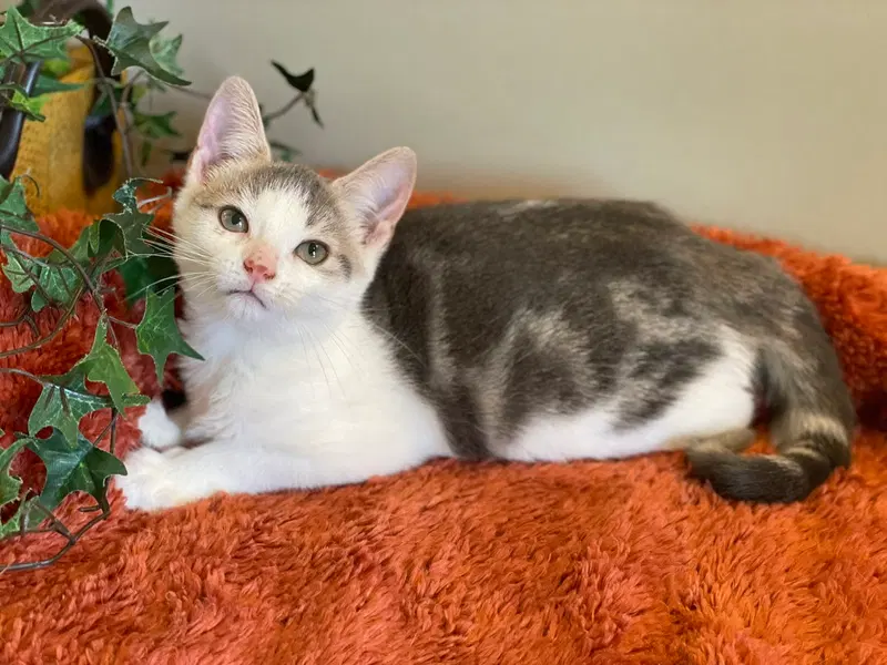 Tia, a female Tabby kitten up for adoption