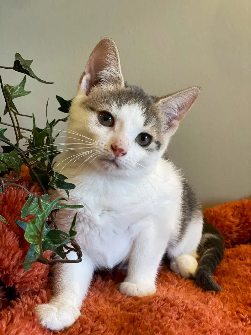 Tia, photo 4