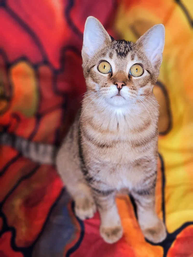 Gabrielle, a young female cat up for adoption
