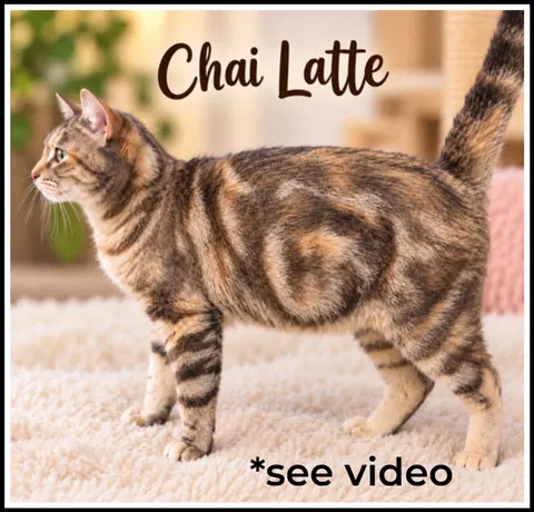 Watch the video of Chai Latte, Willow Grove PA