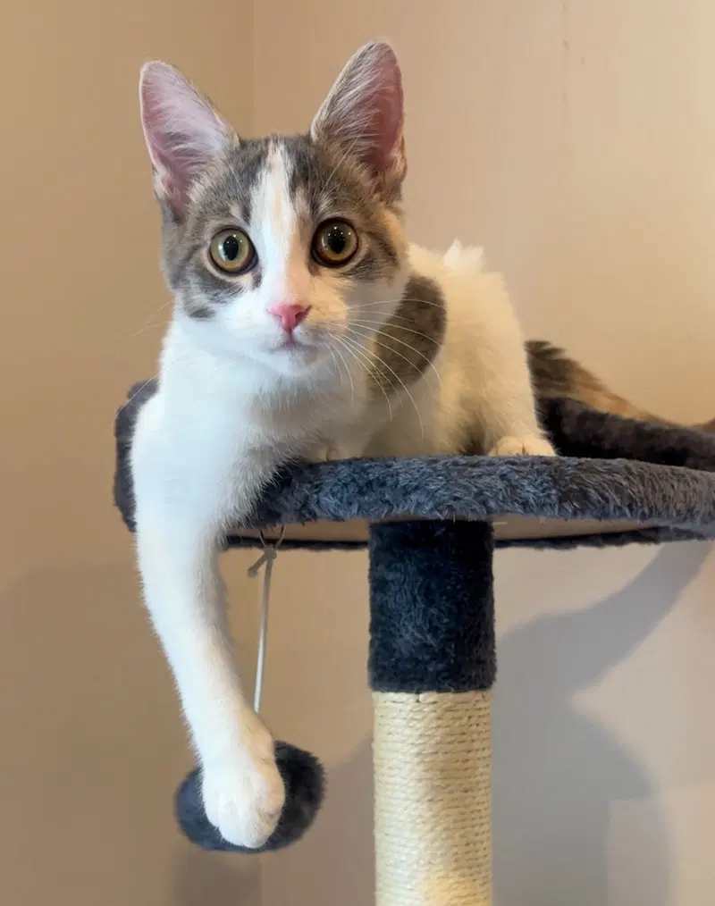 Essex, a female Calico kitten up for adoption