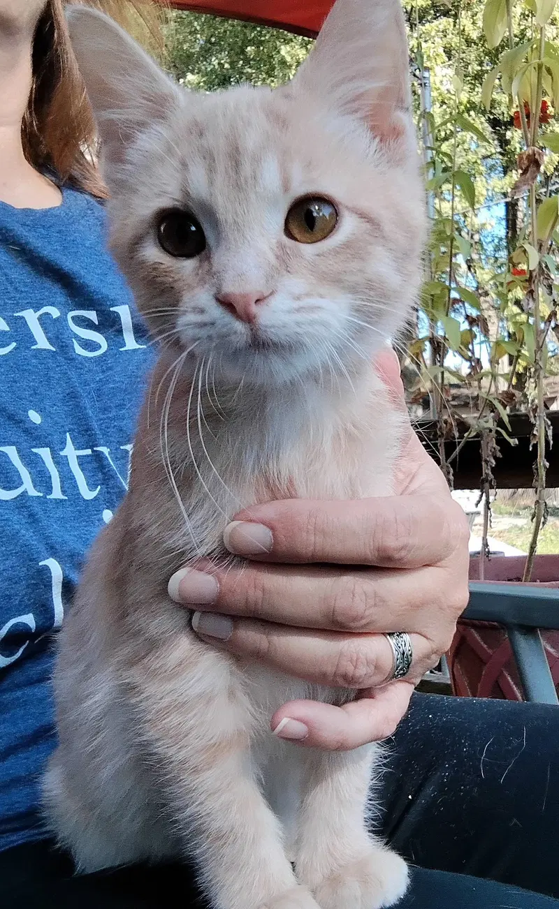 Joey, a young male cat up for adoption