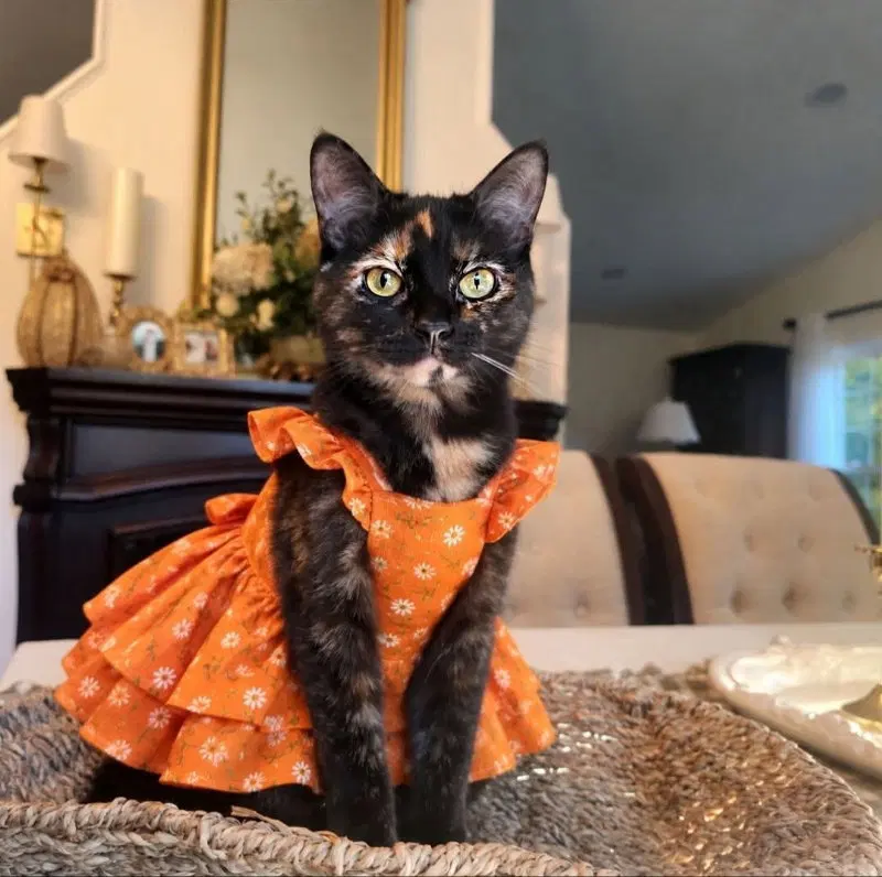 Easter, a female Tortoiseshell cat up for adoption