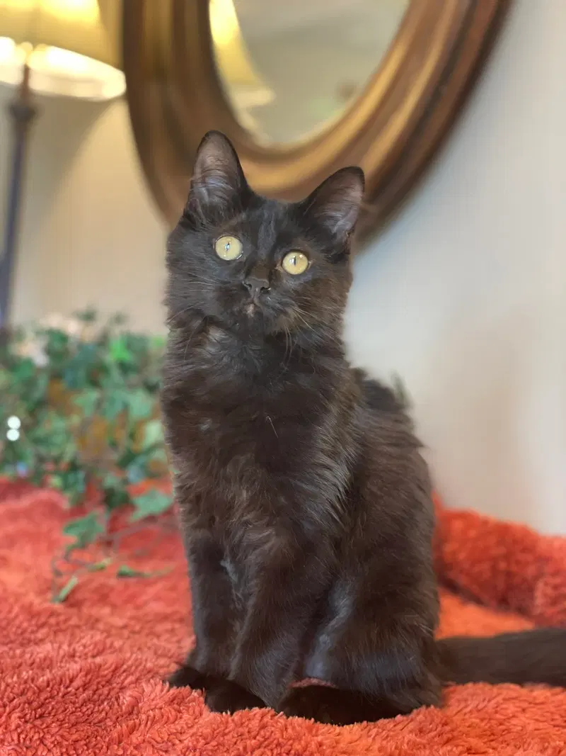 Anabelle, a female kitten up for adoption