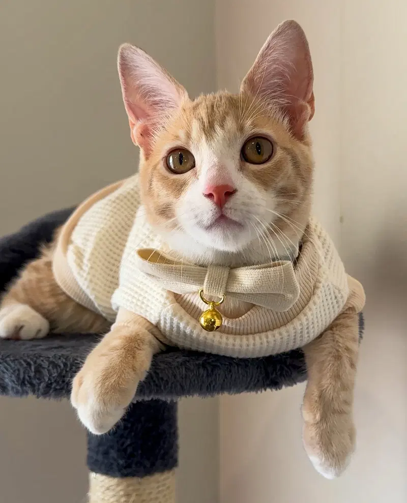 Hudson, a male kitten up for adoption